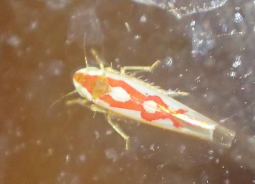 Zygina flammigera